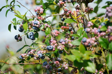 close up of a bunch of blueberries on tree