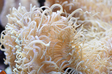close up of Sea anemones