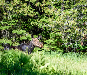 Female Eastern Moose (Alces alces americana) Standing in a Wooded Pasture in Rangeley Maine