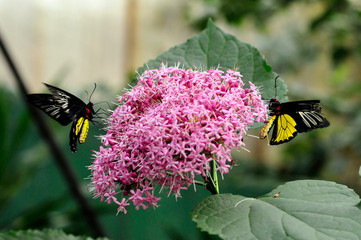 shot of two butterflies on a bunch of pink flowers