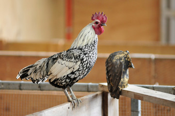 close up of hen standing on a fence in a farm