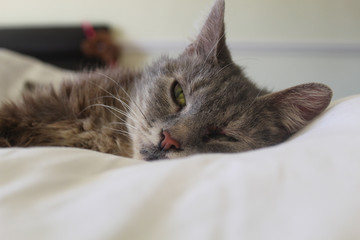 Old Cat on a Bed