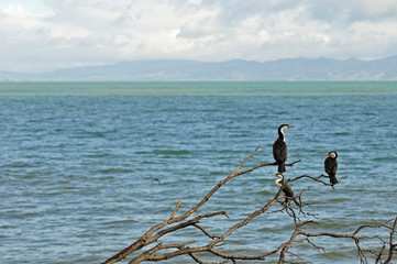 A bunch of Pied shag standing on a tree with ocean as background