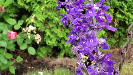 A bumble Bee (from the genus Bombus) dines on the nectar of a purple flower