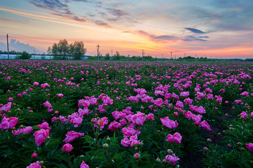 Chinese herbaceous peony fields