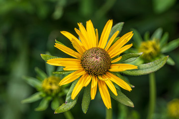 Brown-eyed Susan flower