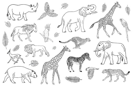 Vector set collection of outline hand drawn sketch African animals isolated on white background