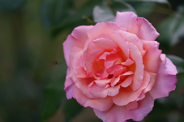 real wild roses attract real fast insects