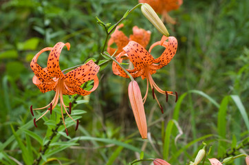 野山に咲く　オニユリ