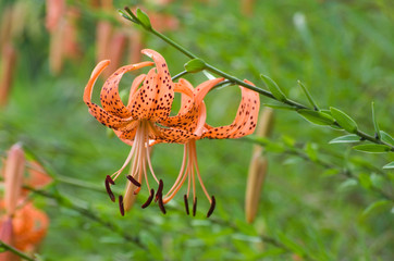 真夏の花　オニユリ