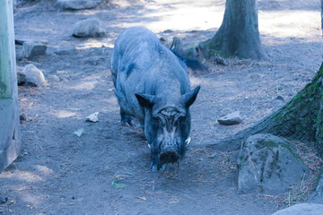 Fat wild boar in the zoo