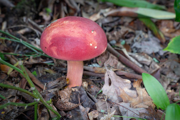 Red mushroom of the bolete variety growing in the woods showing texture and fresh color.