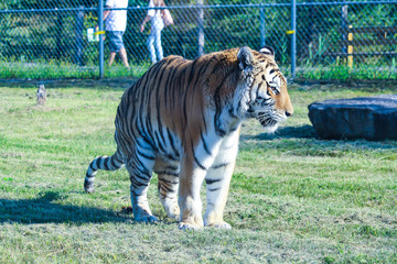 Tiger being pooped like a cat in zoo, Granby zoo, quebec