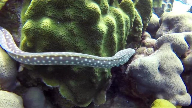 A spotted moray eel on the reef