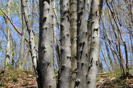 Imágenes de ズミノキ descubre bancos de fotos, ilustraciones, vectores y