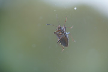 couple of real wild insects in extremely close connection