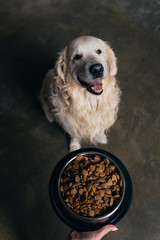 Cropped view of woman holding bowl with pet food near cute golden retriever dog