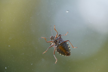 couple of real wild insects in extremely close connection