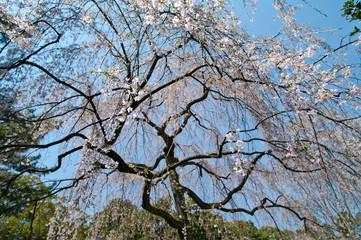 Scientific name is Cerasus itosakura (Sieb.) Masam. & Suzuki f. itosakura