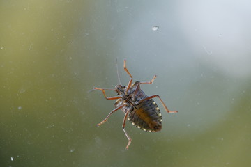 couple of real wild insects in extremely close connection