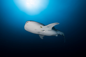 Juvenile Whale Shark from Below