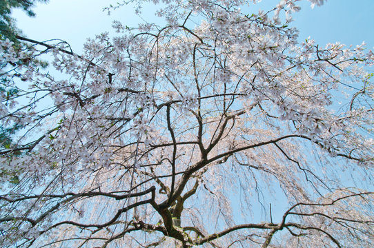 Scientific name is Cerasus itosakura (Sieb.) Masam. & Suzuki f. itosakura
