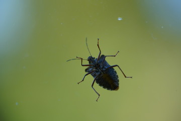 couple of real wild insects in extremely close connection