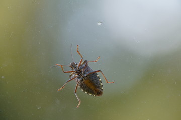 couple of real wild insects in extremely close connection