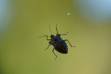 couple of real wild insects in extremely close connection