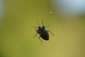 couple of real wild insects in extremely close connection