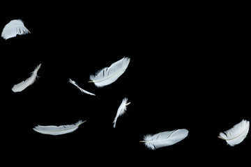 white feathers falling down in the air. isolated on black background.