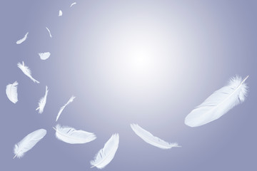 group of white feathers floating in the air.