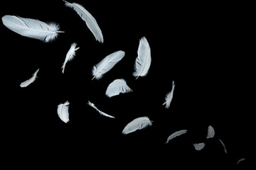 group of white feathers floating in the dark.