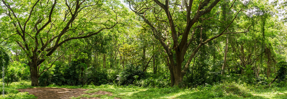 Wall mural panoramic tropical rain forest jungle in thailand