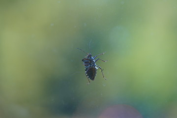 couple of real wild insects in extremely close connection