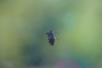 couple of real wild insects in extremely close connection