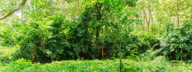 Panoramic Tropical rain forest jungle in Thailand