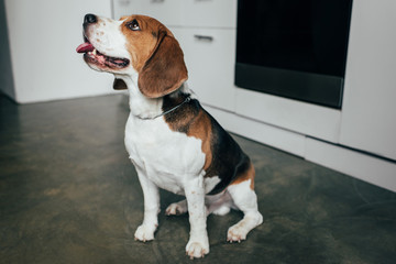 adorable beagle dog sitting on floor in kitchen
