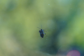 couple of real wild insects in extremely close connection