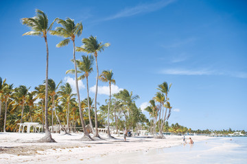 palm tree on the beach