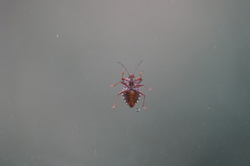 couple of real wild insects in extremely close connection