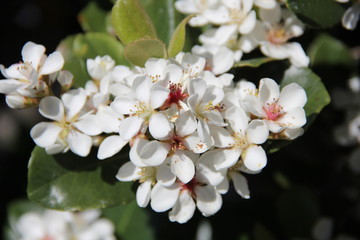 車輪梅の花(宮城県)