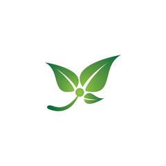 leaf veector template icon design