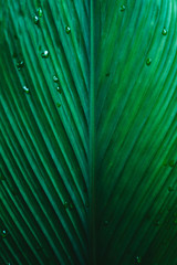 Dark Leaves background water drop Leaf surface 