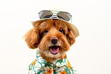 An adorable smiling brown toy Poodle dog wears hat with sunglasses on top and Hawaii dress for...