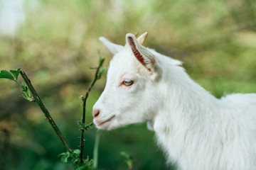 goat on a meadow