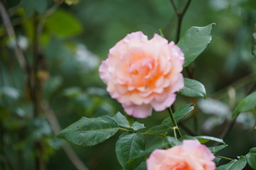 real wild roses attract real fast wild bees