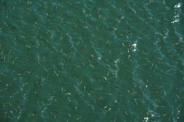 many fish mackerel in water