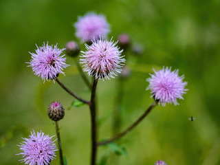 the spear thistle, bull thistle, or common thistle plant wild flower
