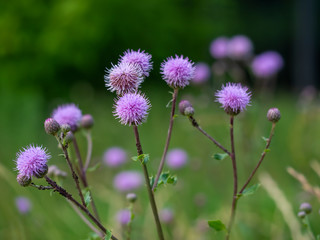 Purple ball wild flowers in the forest. The spear thistle, bull thistle, or common thistle plant